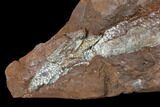 Devonian Armored Osteostracan (Victoraspis?) Fossil - Ukraine #131402-2